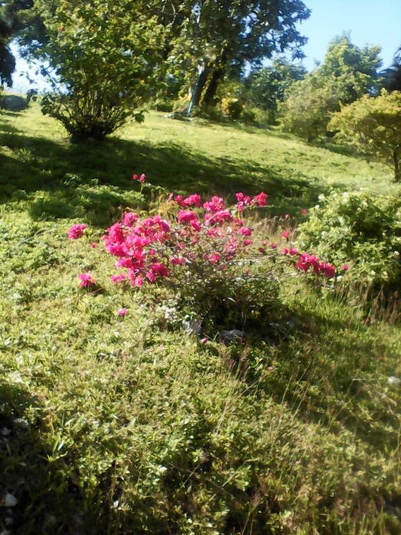 Shotover Gardens Estate Port Antonio Esterno foto